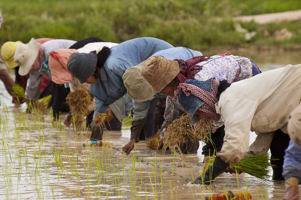 Cambodian farmers planting rice. 2004. Photo: Brad Collis