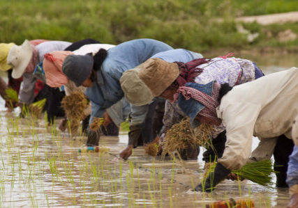Cambodian farmers planting rice. 2004. Photo: Brad Collis