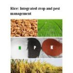 food fao.pdf